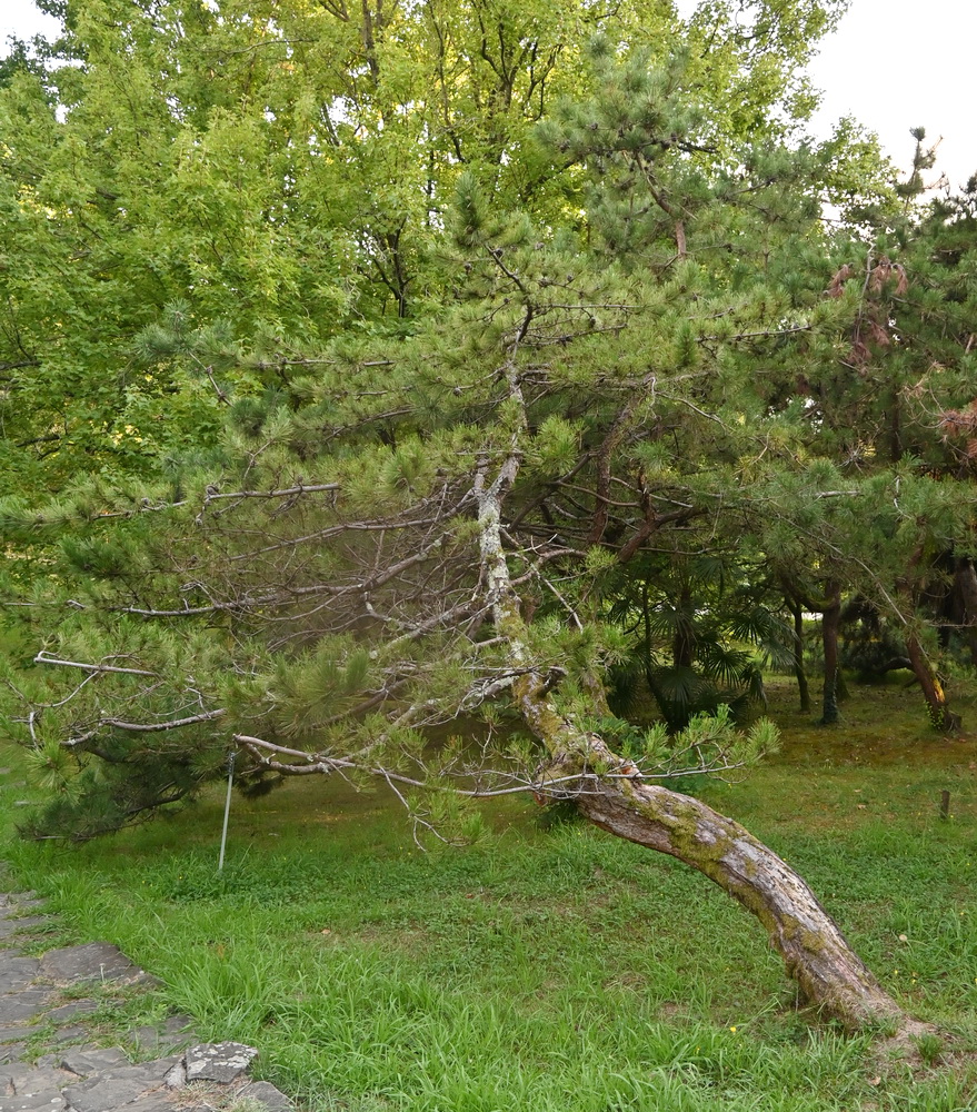 Изображение особи Pinus thunbergii.