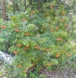 Sorbus aucuparia. Плодоносящее растение в березняке. Республика Татарстан (Татарстан), Спасский р-н, Трёхозёрское сельское поселение, остров Вертолётный. 09.07.2025.