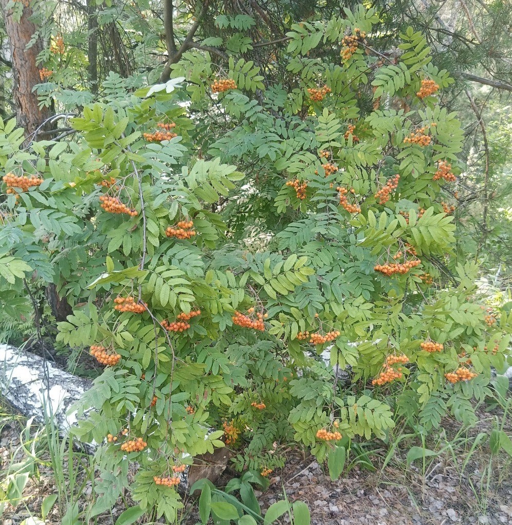 Изображение особи Sorbus aucuparia.