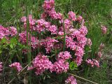Daphne cneorum