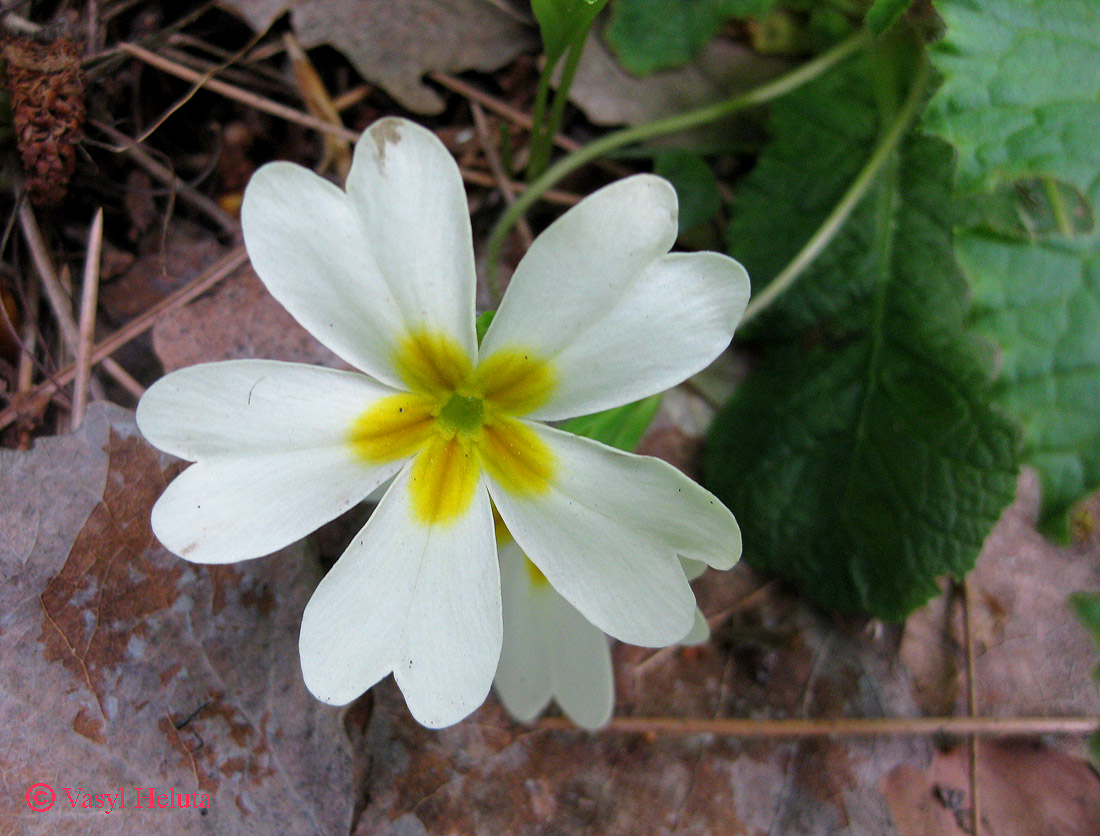 Image of Primula vulgaris specimen.