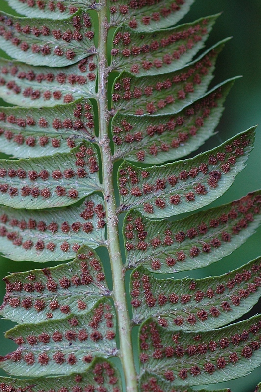 Изображение особи Polystichum lonchitis.