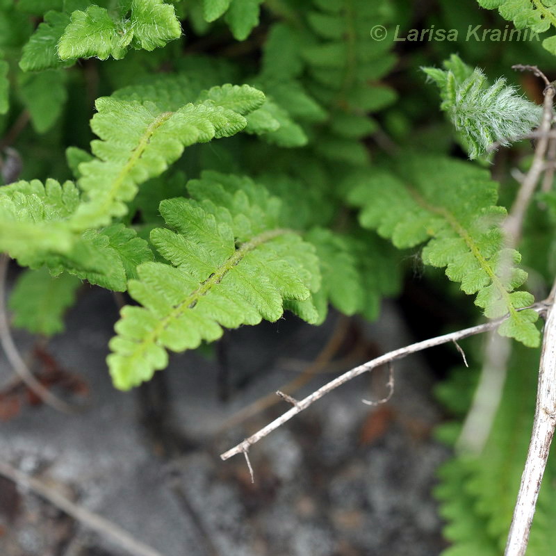 Image of Woodsia subcordata specimen.