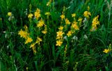 Hypericum linarioides ssp. alpestre