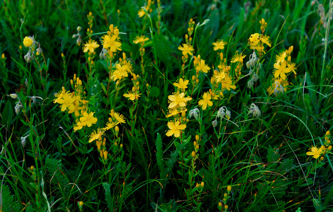 Image of Hypericum linarioides ssp. alpestre specimen.
