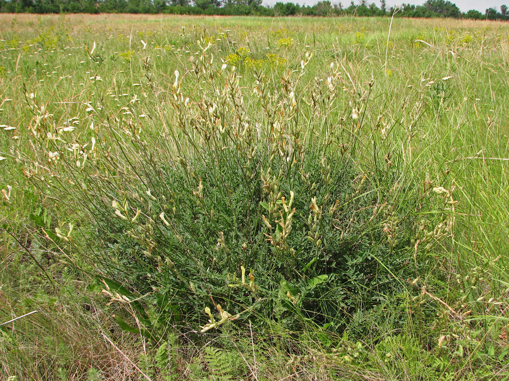 Изображение особи Astragalus pallescens.