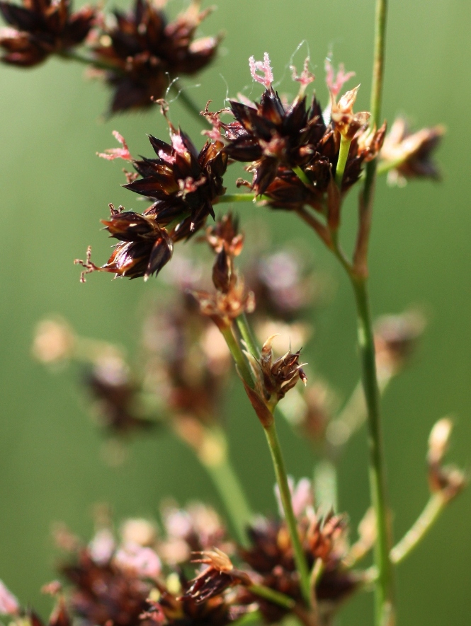 Image of Juncus atratus specimen.