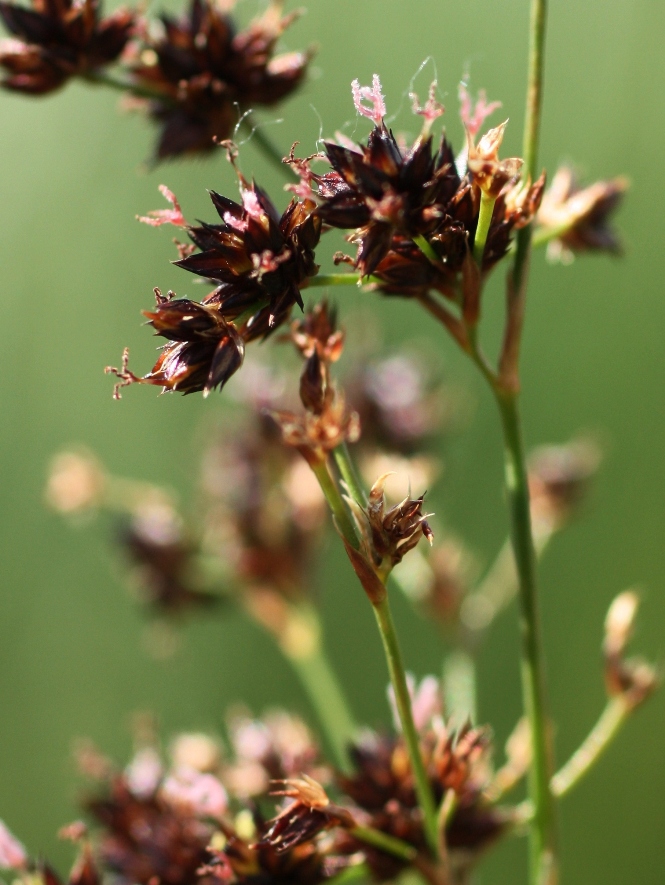 Изображение особи Juncus atratus.