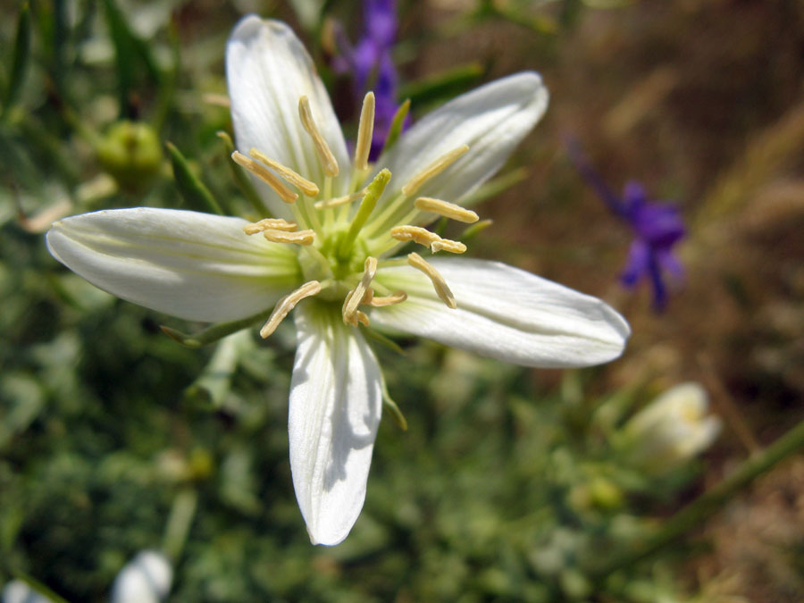 Image of Peganum harmala specimen.