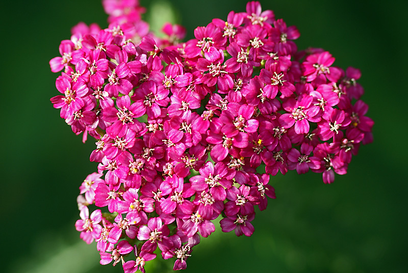 Изображение особи Achillea millefolium.