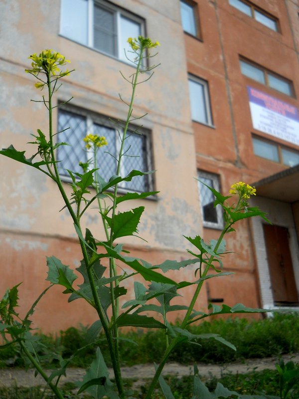 Изображение особи Sisymbrium loeselii.