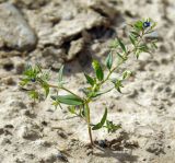 Veronica campylopoda