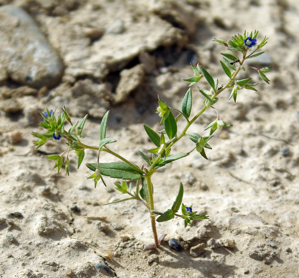 Image of Veronica campylopoda specimen.