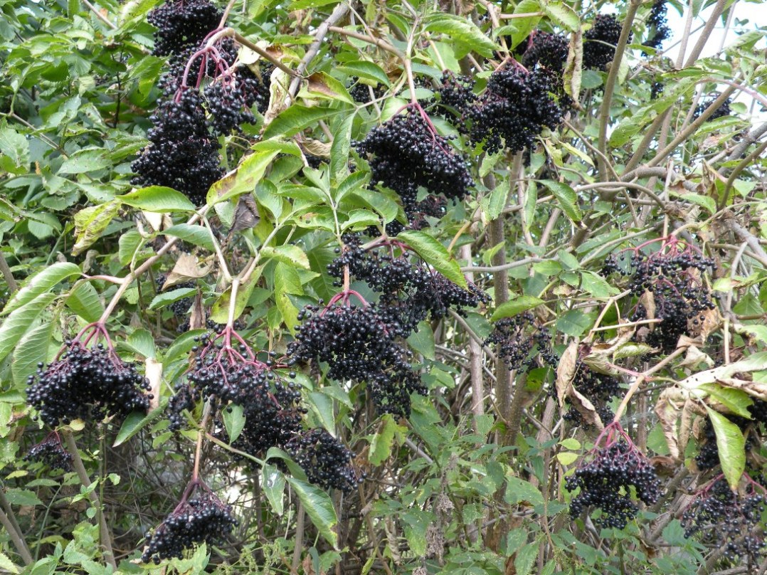 Image of Sambucus nigra specimen.