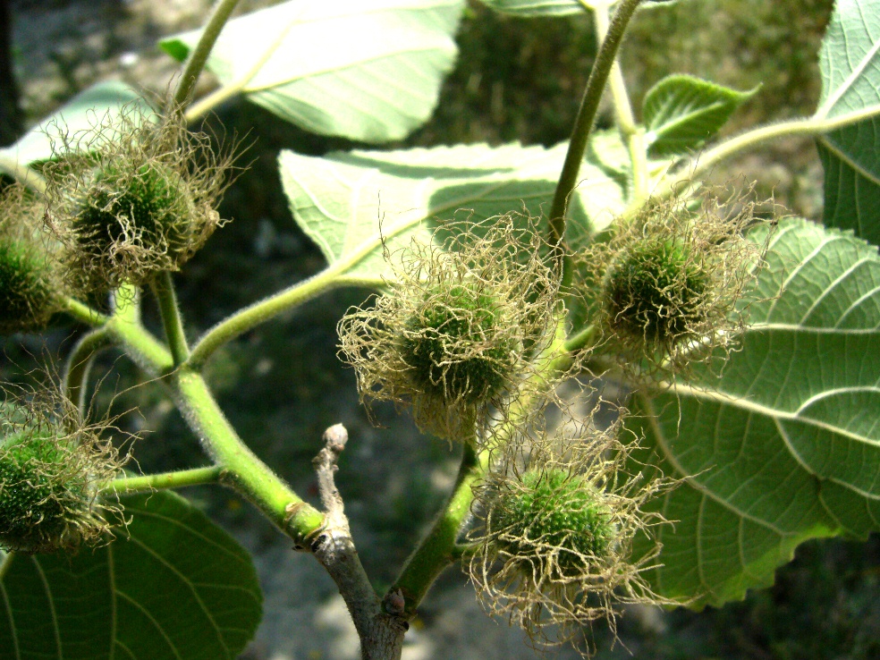 Изображение особи Broussonetia papyrifera.