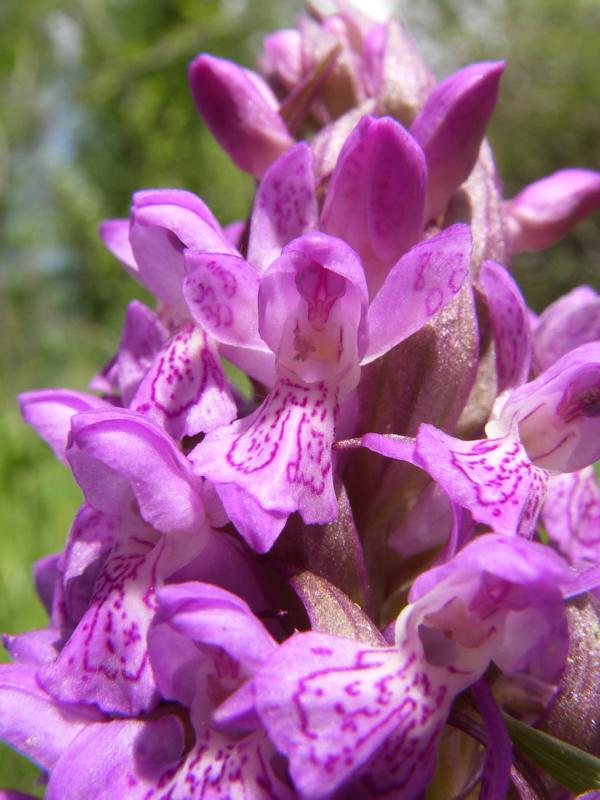 Изображение особи Dactylorhiza incarnata.