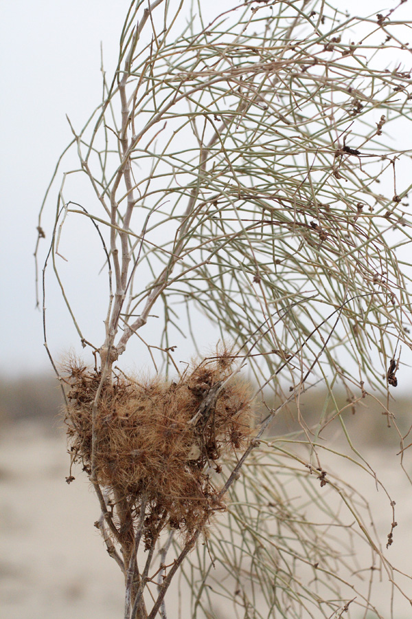 Изображение особи Calligonum eriopodum.