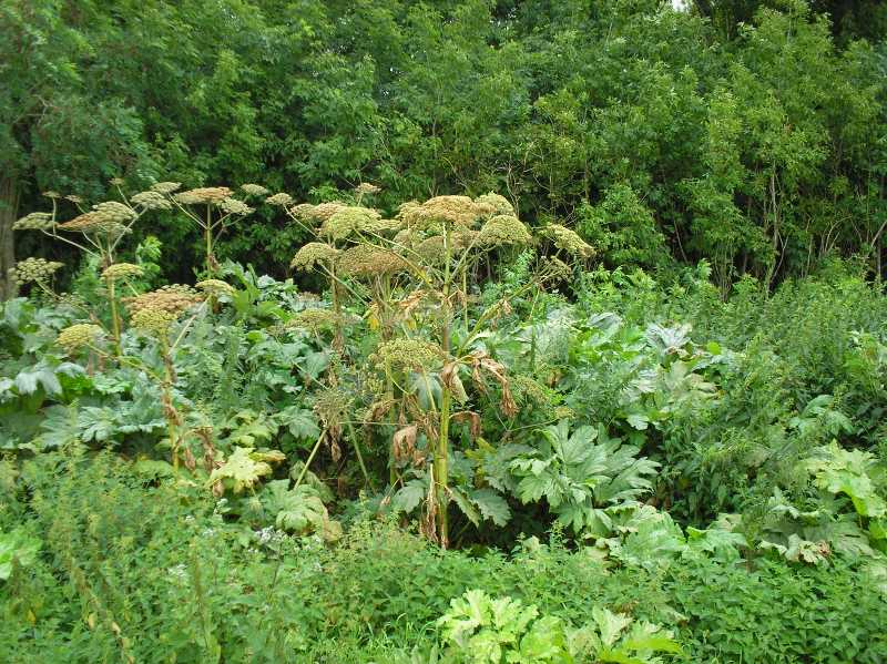 Изображение особи Heracleum sosnowskyi.