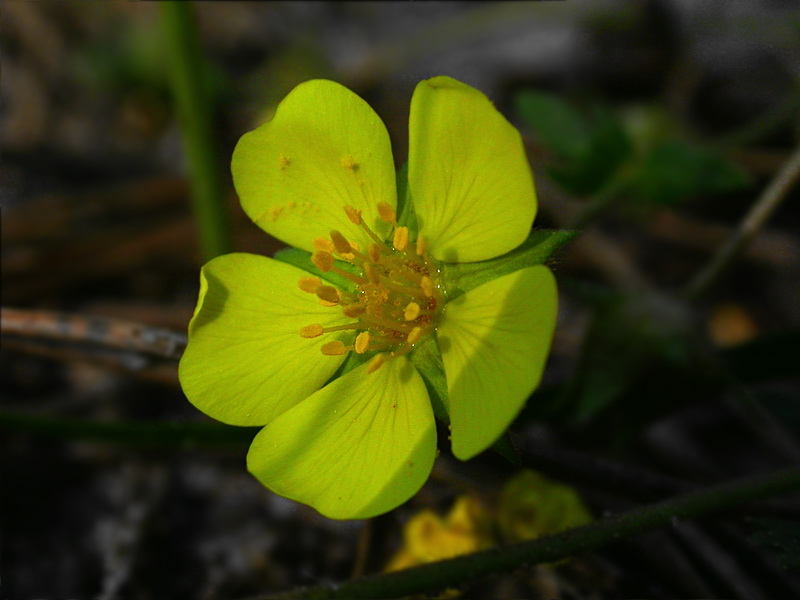 Image of Potentilla incana specimen.