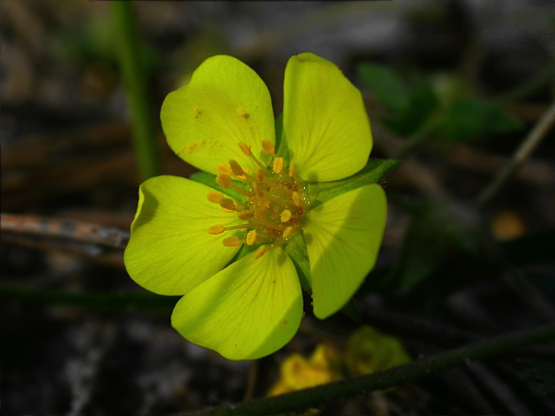 Изображение особи Potentilla incana.