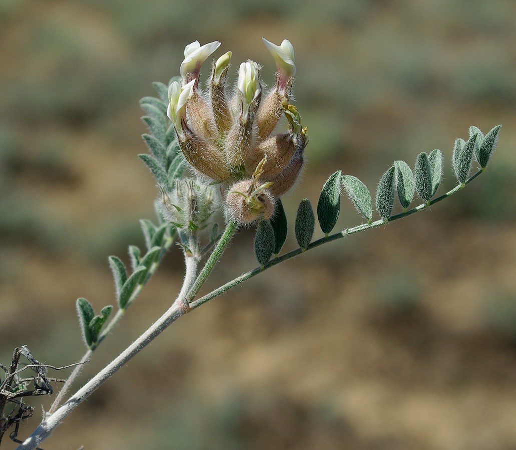 Image of Astragalus chaetodon specimen.