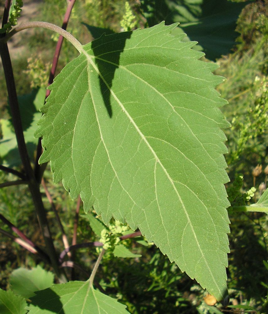 Image of Cyclachaena xanthiifolia specimen.