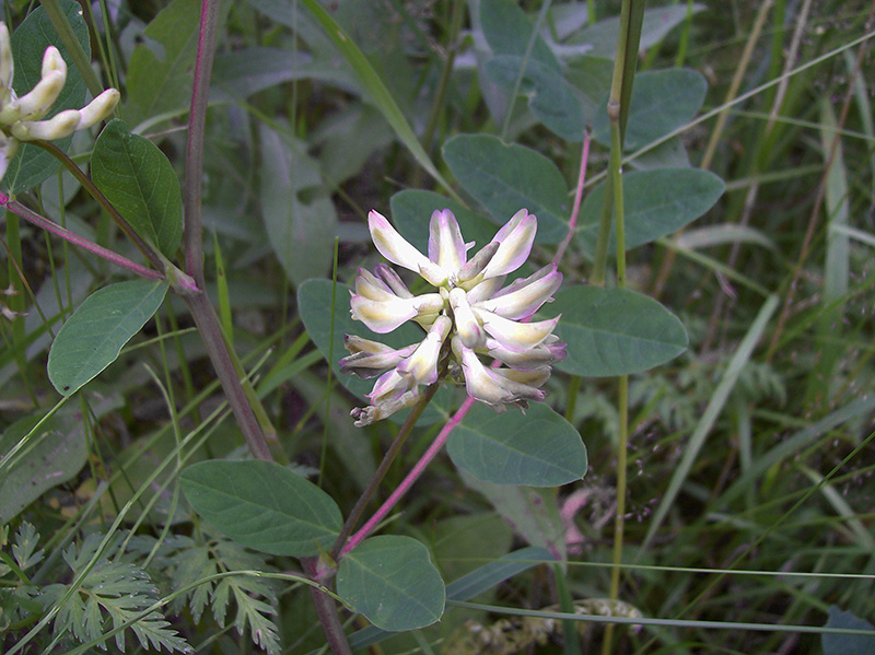 Image of Astragalus glycyphyllos specimen.