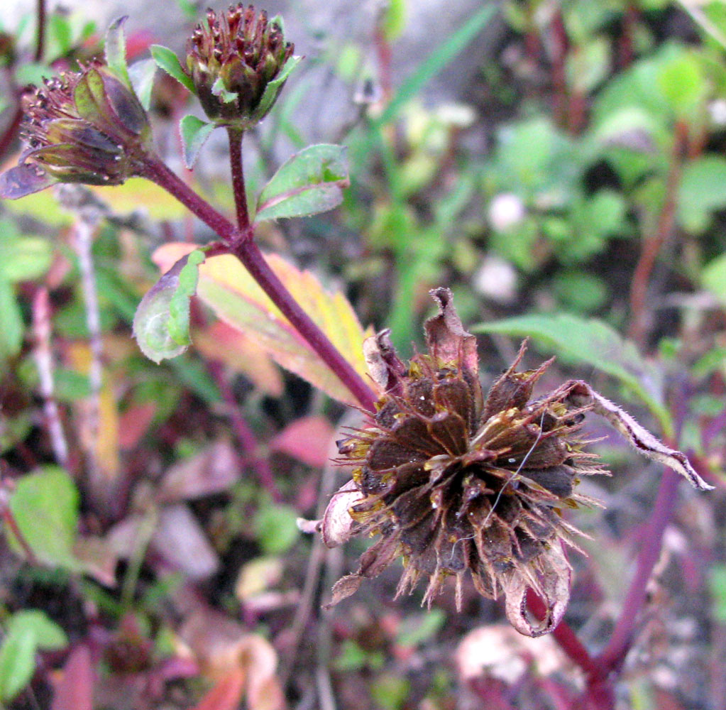 Image of Bidens × garumnae specimen.