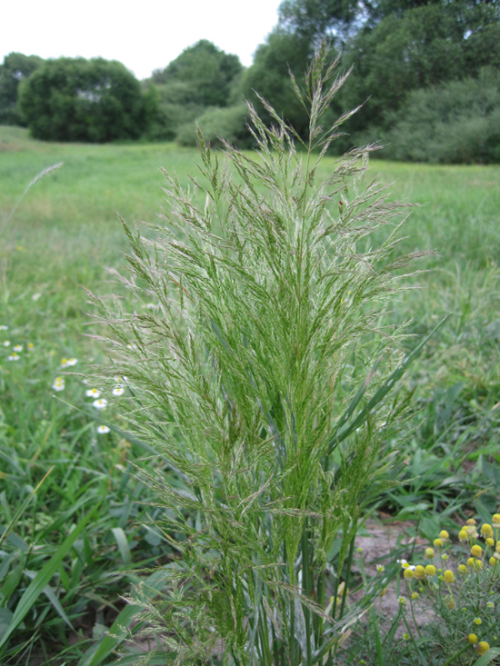 Image of Apera spica-venti specimen.