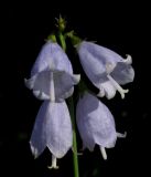 Image of taxon representative. Author is Николай Степанов