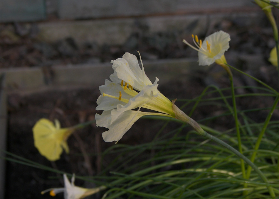 Image of Narcissus romieuxii specimen.