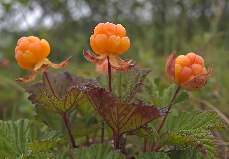 Изображение особи Rubus chamaemorus.