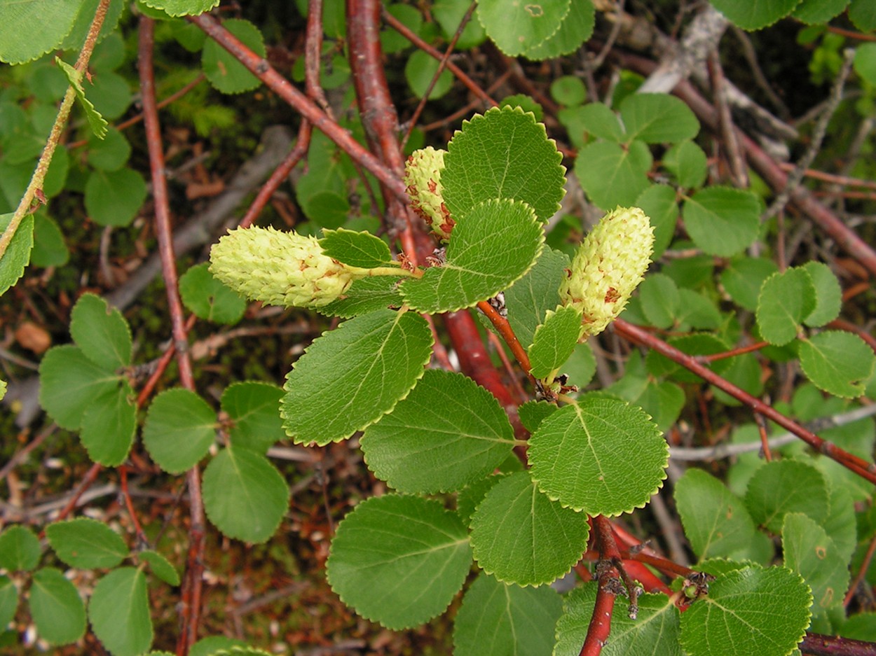 Изображение особи Betula divaricata.