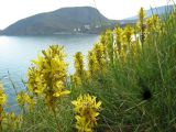 Asphodeline lutea. Цветущие растения. Южный берег Крыма, Алуштинский регион, мыс Плака. 23 апреля 2012 г.