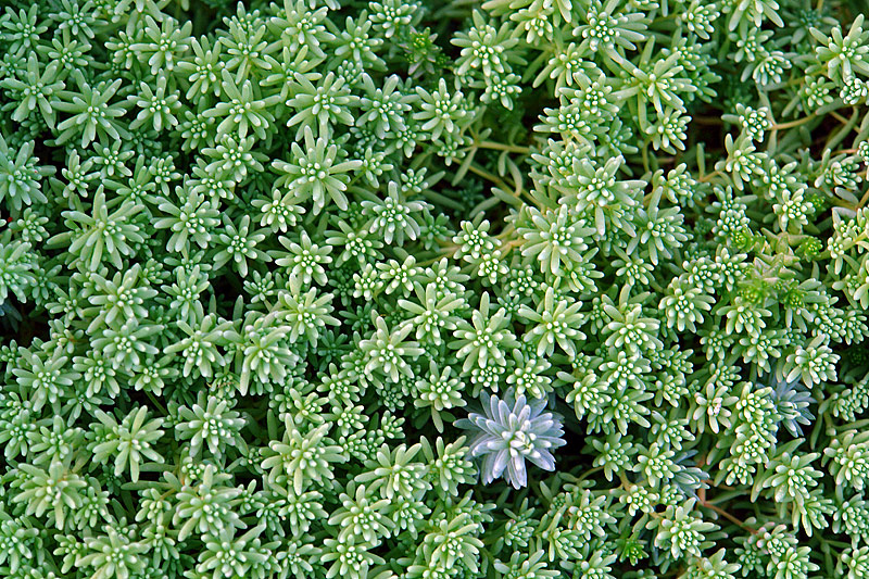 Image of Sedum hispanicum specimen.