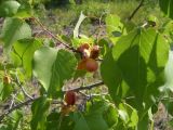 Armeniaca sibirica. Часть ветви с плодами. Забайкальский край, окр. с. Курулга, ур. Джаргалантуй. 16.08.2008.