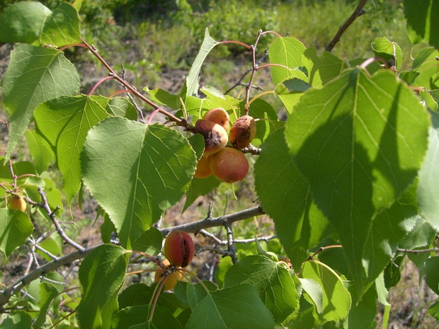 Изображение особи Armeniaca sibirica.