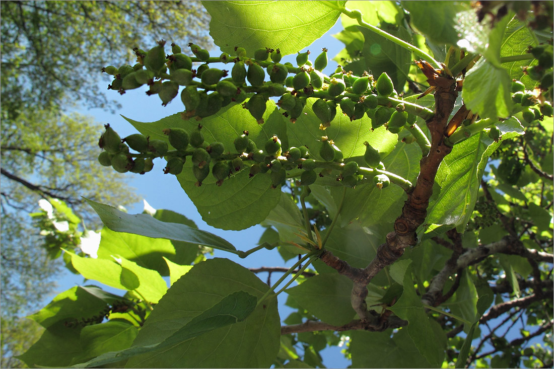 Image of Populus balsamifera specimen.