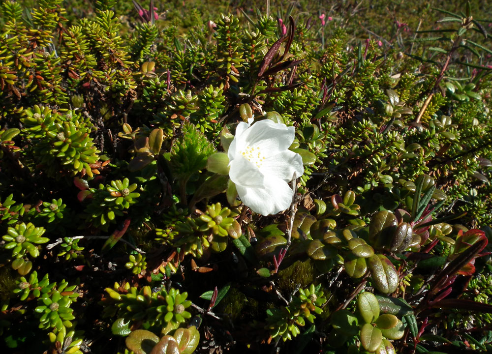 Изображение особи Rubus chamaemorus.