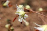 Eremurus soogdianus