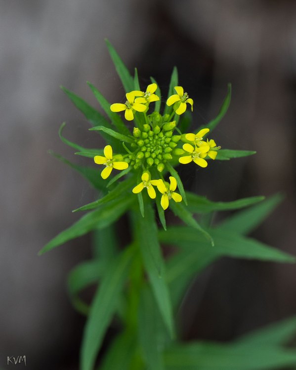 Image of Erysimum cheiranthoides specimen.