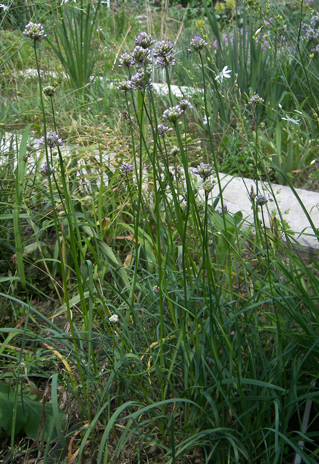 Image of Allium splendens specimen.