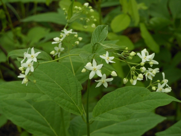 Изображение особи Vincetoxicum ascyrifolium.