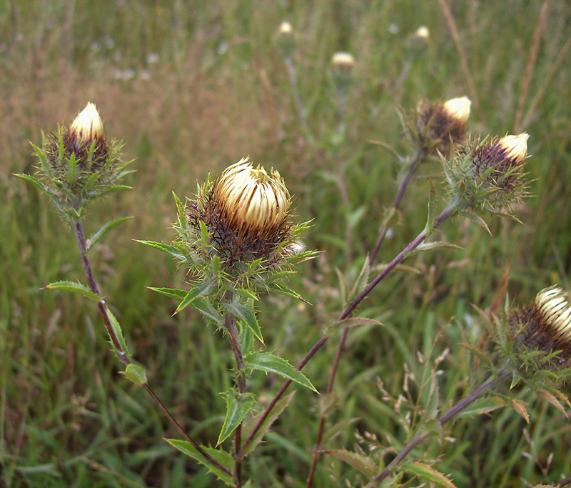 Image of Carlina biebersteinii specimen.