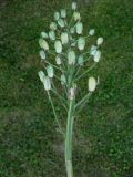 Ornithogalum