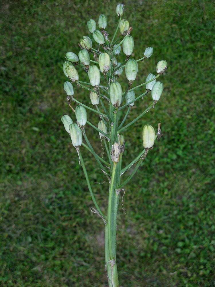 Image of genus Ornithogalum specimen.