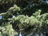 Cedrus atlantica. Ветви с микростробилами. Зап. Крым, г. Саки, территория санатория им. Н.Н. Бурденко. 29.08.2011.