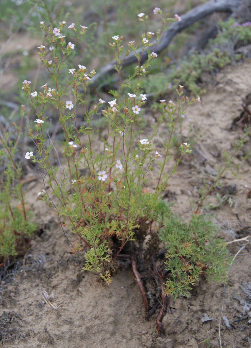 Image of Chamaerhodos grandiflora specimen.