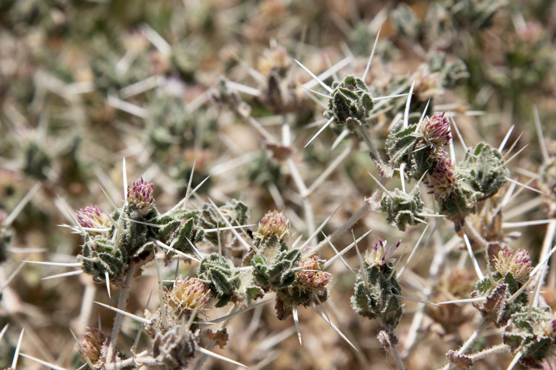 Image of Centaurea belangeriana specimen.