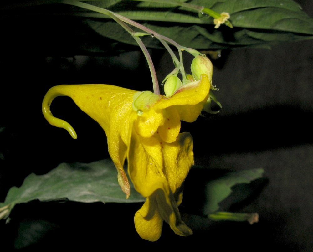 Изображение особи Impatiens noli-tangere.